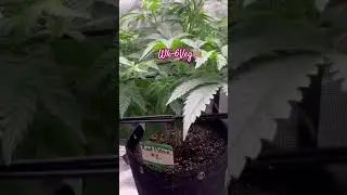 Week-6 Veg -RedBone🤙🏽