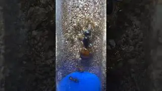 Facts on queen ant #ant #antkeeping #entomology #insect #biology #youtubeshorts #bts #blackpink
