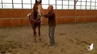 Davide e King