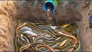 Best Girl Make Underground Hole For Catch Eels
