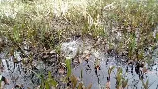 Common Frog tadpoles just emerging from spawn!