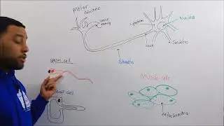 Cell Biology - Cell Specialisation (TuitionKit)