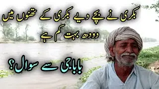 Important Question about Goat's Milk #Ask Baba Mehnga Gujjar