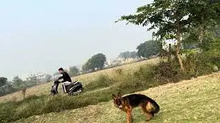Show quality long coat German shepherd female in palwal Haryana. Dog training #germanshepherd #puppy