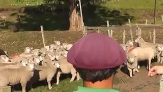 RUBRO OVINO   ALTERNATIVA PARA PEQUE&Ntilde;OS PRODUCTORES
