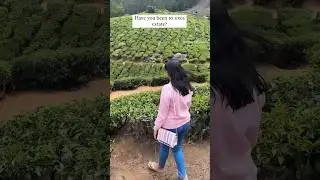 Must visit place in Munnar-Lockhart Tea estate/Garden🌿 #munnar #kerala #travelgram #teaplantations