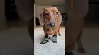 Mini doxie relearns to walk in winter dog shoes ❄️