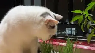 Mellow Trying out the Cat Grass!