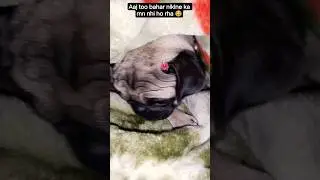 Aaj too bahar niklne ka mn nhi ho raha 😂||MAASK|| #musharna #pug #speakpug #shorts #pets #funny