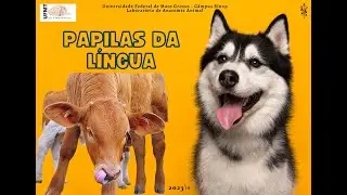 Papilas da l&iacute;ngua dos animais
