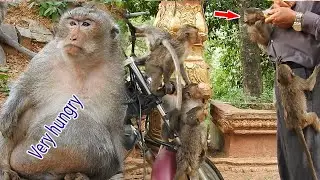 Super hungry scream loudly..!! Pity fat Charlie, Adorable babies Monkey try request food