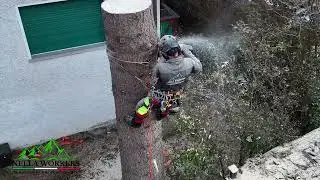 Срезка пихты Никола