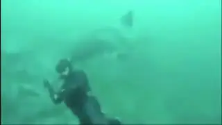 Diver lucky to escape great white shark attack