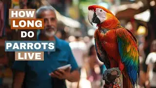 How Long Do Parrots Live