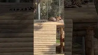 #nature #leopard #sleep #relaxing