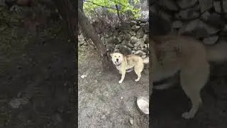 Gerberian Shepsky Attack