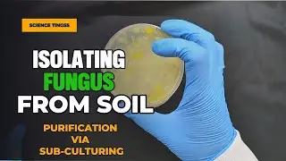Hunting for soil microbes: The colourful world of #Trichoderma @sciencetingss