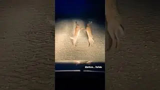 wild rabbit 🐇🐰 beautiful fight 😁😂 #dihatmayzoo #juttfarm #wildlife @juttfarm #pakistanwildlife