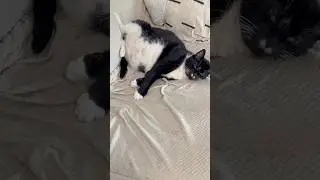 Lazy Cat Vibes: Brooklyn&rsquo;s Relaxation Goals 😻 #catworld #cat #cats #tuxedocat #cutecat