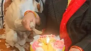 Bruno ji ka happy birthday 🎂🎈 3 sal ke pure hue Bruno ji 🤗 #doglove  #dogvideo #pets #ytviral #dog 