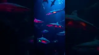 Did you know some deep-sea sharks glow in eerie blues?