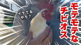 白君がモテすぎて困っています！雌を狂わすチビオス【ニワトリ飼育】