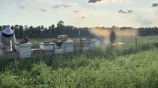 COW PASTURE APIARY! Full work video! Expanding splits and adding boxes! BEEKEEPING! ASMR!