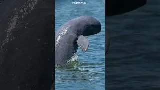 Irrawaddy Dolphin at Chilika #shorts #viral #trending