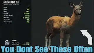 Finding The Elusive Diamond Siberian Musk Deer