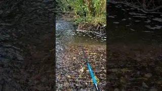 River Alyn Drennen Vertex 3m Whip #fishforeverything #riverside #fishing