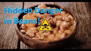 Can Dogs Eat Baked Beans?