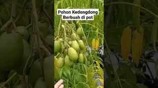 Pohon Kedongdong berbuah di pot #tambulampot #berbuahlebat #kedondong