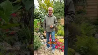 Our TOP Three Tips For Fall & Winter Pond Prep!🍁❄️🪷 #pondcare #pondmaintenance #pondlife #ponds