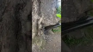 In Ireland, one tree has been trying to 