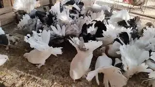 Dau mâncare la porumbei. 