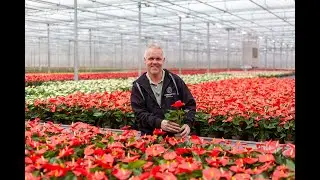 Grower of the Month June 2024: Groene Tint
