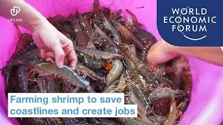 Farming shrimp can restore our coastlines and create jobs | UpLink