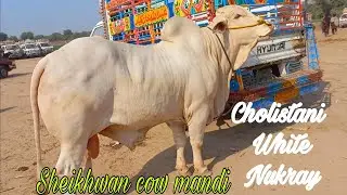 Ala Nasal K Ala  Bachray In Sheikhwan Cow Mandi|MANDI VISIT|