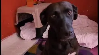 full of love, dog who is losing sight and has tvt cancer