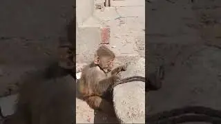 Sad mood  monkey