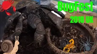 2018 Bug Fest (invertebrate dhow) UK! and Pick ups :)