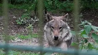 Wolfcenter D&ouml;rverden