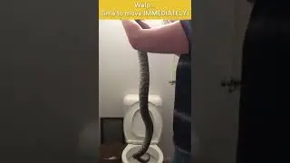 GIGANTIC Python Found Hiding in Toilet! #Shorts #Snake