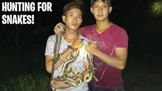 Catching Snakes With Bare Hands Survival Skills Primitive Hunter