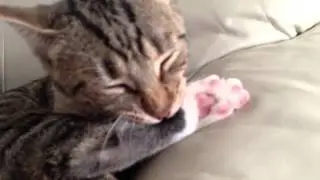 cat out of hell