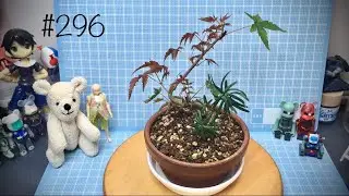 【ミニ盆栽】葉刈りから３週間後のモミジとカエデ【6月】