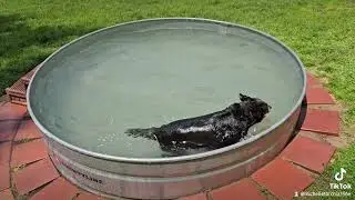 Gus swimmin' in stock tank pool!