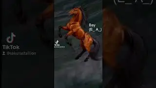 Horse Coat Colors in a nutshell: Part 1 