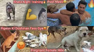 Pigeons Ki Dushman Room Mai Band Hogye🐈 || Female Mil Gye Jora K Puppies K Liya🐶But With Puppies 