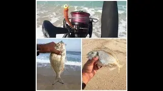 סשן דוראדות ראשון לעונה .